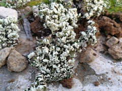 Cladonia convoluta