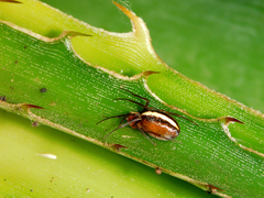 Aculepeira albovittata