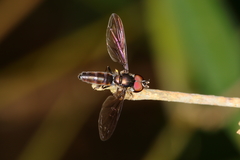 Ocyptamus antiphates