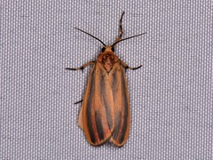 Hypoprepia miniata