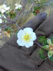 Lindleya mespiloides