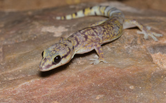 Oedura cincta