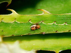 Aculepeira albovittata