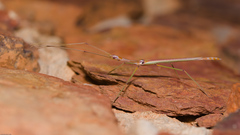 Sipyloidea