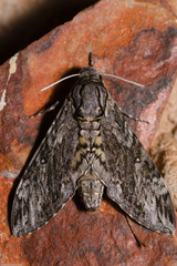 Agrius godarti