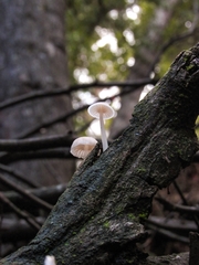 Roridomyces austrororidus