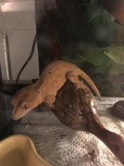 Correlophus ciliatus