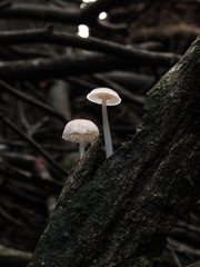 Roridomyces austrororidus