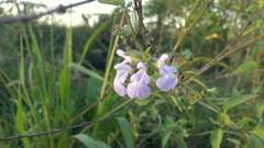 Salvia pallida