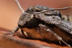 Agrius godarti