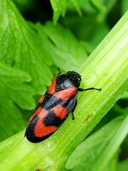 Cercopis vulnerata
