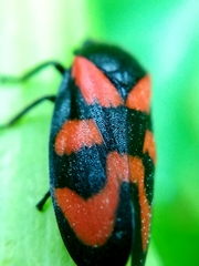 Cercopis vulnerata
