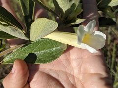 Anemopaegma