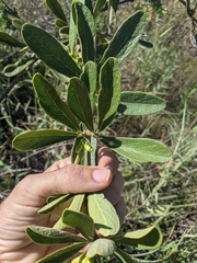 Anemopaegma