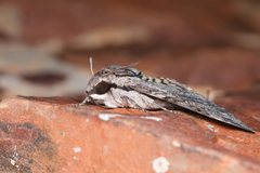 Agrius godarti