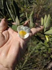 Anemopaegma