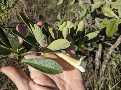 Anemopaegma