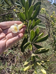 Anemopaegma