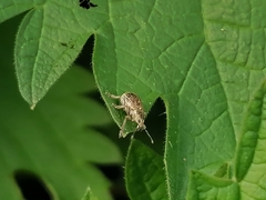 Sciaphobus squalidus