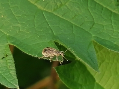 Sciaphobus squalidus