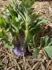 Hydrophyllum alpestre