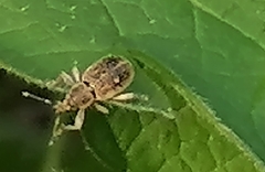 Sciaphobus squalidus