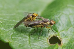 Phytomyza rufipes