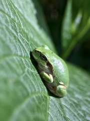 Hyla japonica