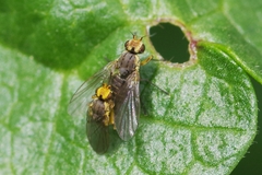 Phytomyza rufipes