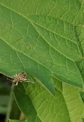 Sciaphobus squalidus
