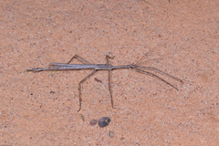 Paronchestus cornutus