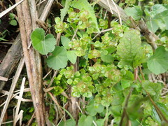 Pilea peploides major