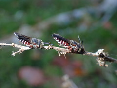 Coelioxys slossoni slossoni
