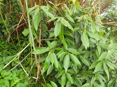 Lithocarpus brevicaudatus