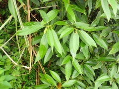 Lithocarpus brevicaudatus