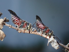 Coelioxys slossoni slossoni