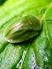 Cassida viridis
