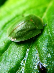 Cassida viridis