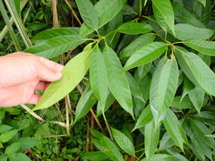 Lithocarpus brevicaudatus