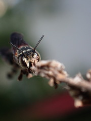 Coelioxys slossoni slossoni