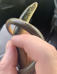 Ophisaurus ventralis