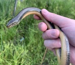 Ophisaurus ventralis