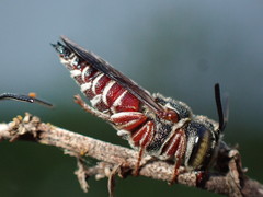 Coelioxys slossoni slossoni