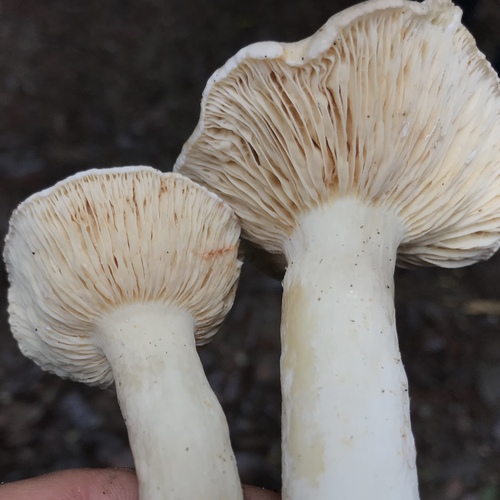 Lactarius pallidiolivaceus image
