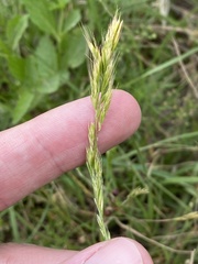 Trisetum interruptum