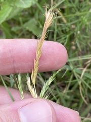 Trisetum interruptum