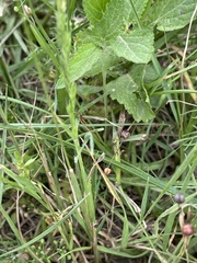 Trisetum interruptum