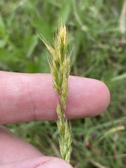 Trisetum interruptum