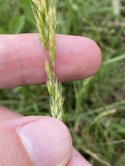 Trisetum interruptum