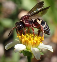 Triepeolus rufithorax